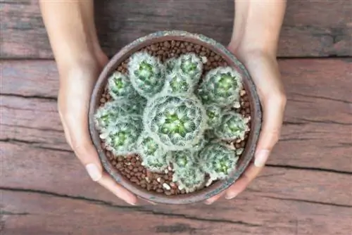 Mammillaria cactussen: verzorging, voortplanting en soortendiversiteit