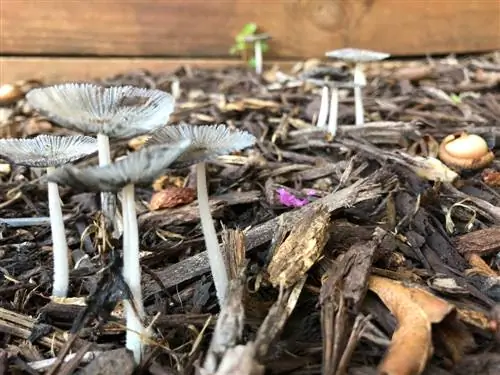 mushrooms-in-the-vegetable-bed