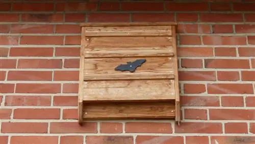 bat nesting box location