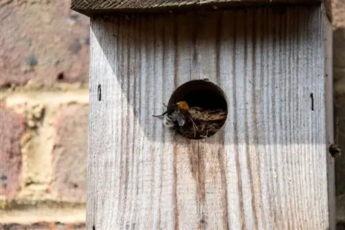 bumblebees-in-the-nesting-box