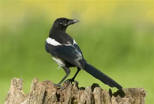 Proteja as caixas de nidificação das pegas