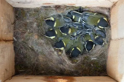 Why do tits die in the nesting box? Causes and prevention