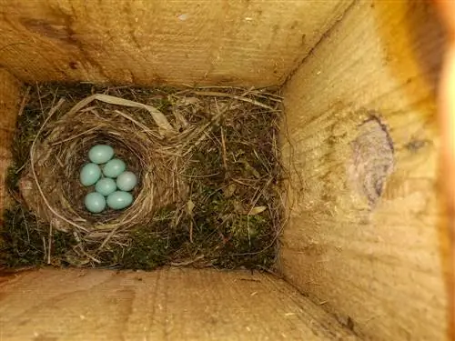 What to fill the nesting box with? Materials & Tips