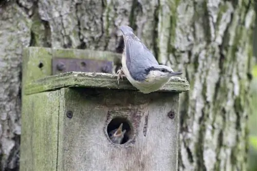 welke-nestkast-voor-welke-vogel