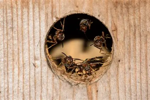 wasp-nest-in-the-nesting-box