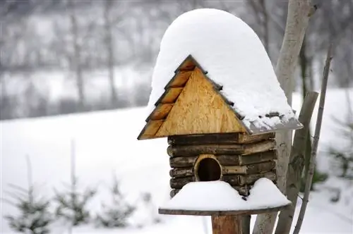 Allowing titmice to overwinter in the nesting box: This is how it works