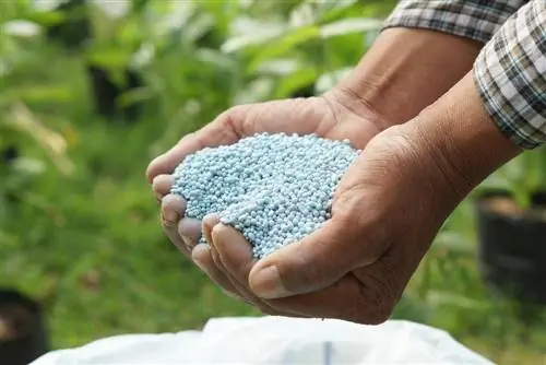 Blue grain on the lawn: Does it effectively combat weeds?