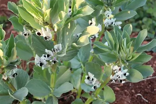 broad bean plants