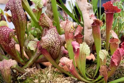 Sarracenia: ለአትክልቱ ስፍራ የሚስቡ የፒቸር እፅዋት