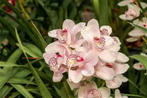 Cymbidium орхидеяларына кам көрүү: Кереметтүү гүлдөр үчүн кеңештер