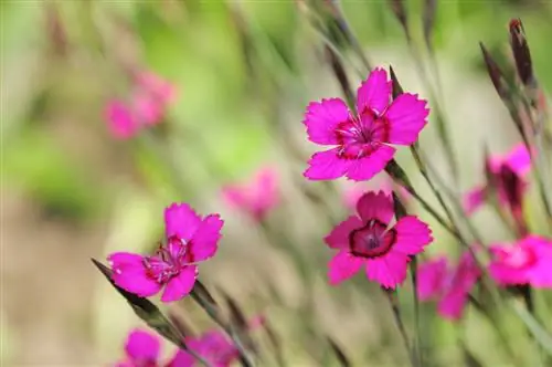 Heide-anjer in de tuin: onderhoudsvriendelijk en kleurrijke schoonheid