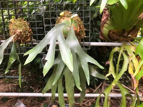 staghorn ፈርን