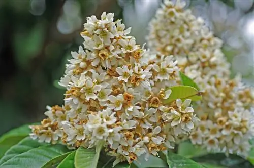 Eksotični loquat: gojenje, nega in uporaba