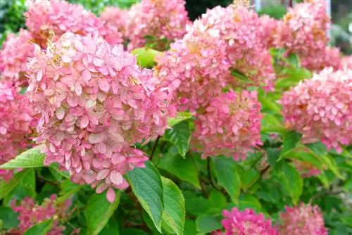 panicle hydrangeas