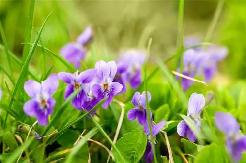 Scented violet: Fascinating plant with an intoxicating aroma