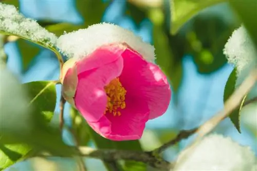 camelia svernante