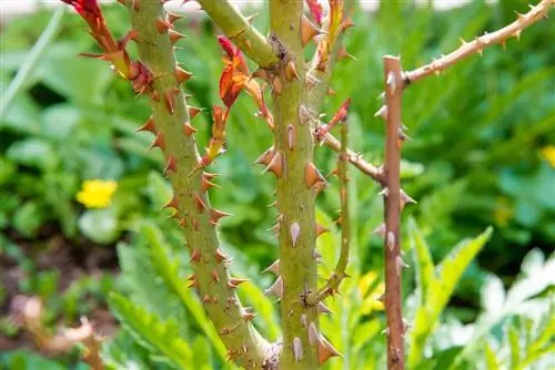 আলু গোলাপ কাটা