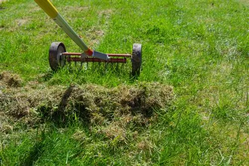 cuidado del césped en musgo de primavera