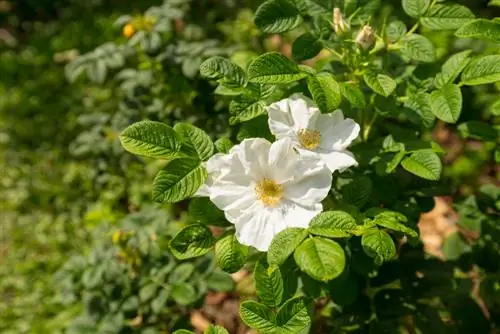 plants de rosiers de pomme de terre