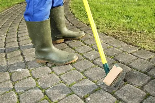 Om ontslae te raak van mos in die tuin: Word sout en koeldrank aanbeveel?