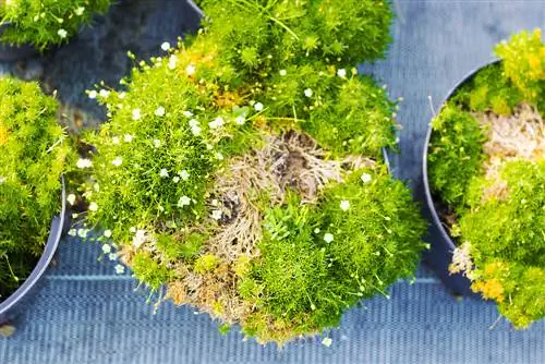 Star Moss Turns Yellow: Causes & Solutions Revealed