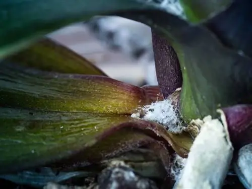 Mealybug-orkide aktarılabilirliği