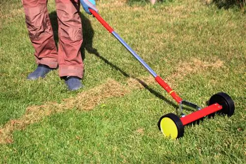 Cuidado del césped: cómo deshacerse eficazmente del trébol y el musgo