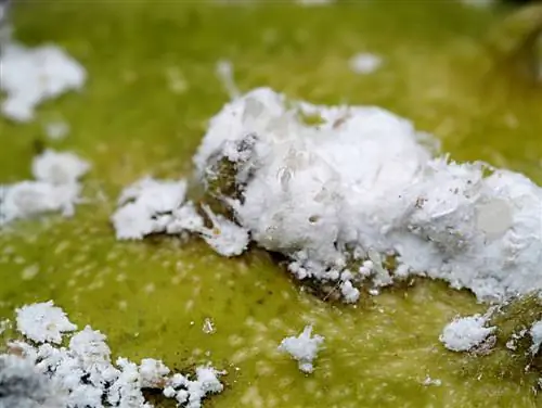 Aloe vera at mealybugs: Ito ay kung paano mo maililigtas ang iyong halaman