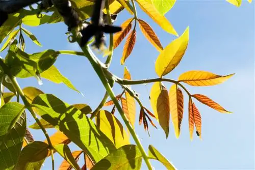 walnut tree-for-small-garden