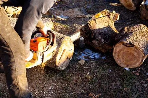 Pähkinäpuun kaataminen: Sallittua ja turvallista tehdä