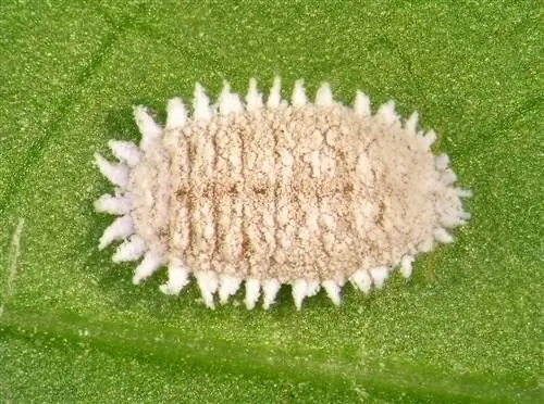 ficus benjamini mealy বাগ