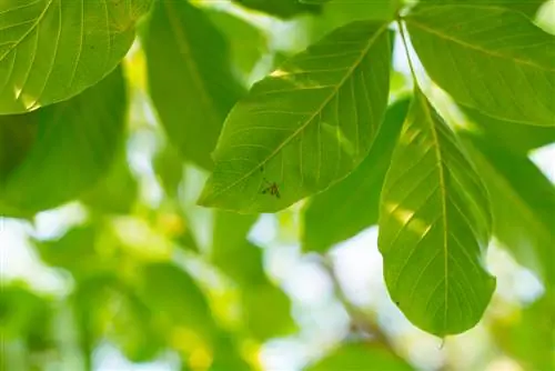 walnut tree-against-mosquitoes