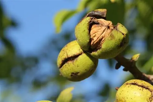 Walnut tree in autumn: leaf fall, fruits and planting time