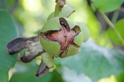 walnut tree-poisonous