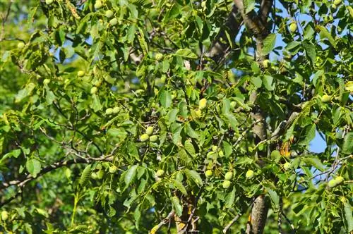 Pohon kenari di taman: sekilas kelebihan dan kekurangan