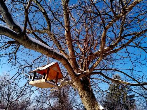 walnut-tree-in-winter