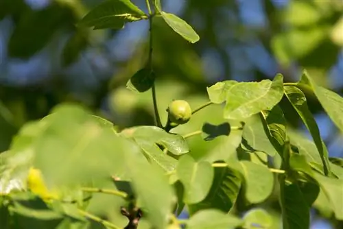 Keep walnut trees small