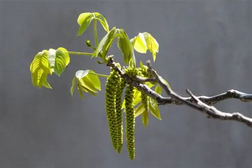 walnut tree buds