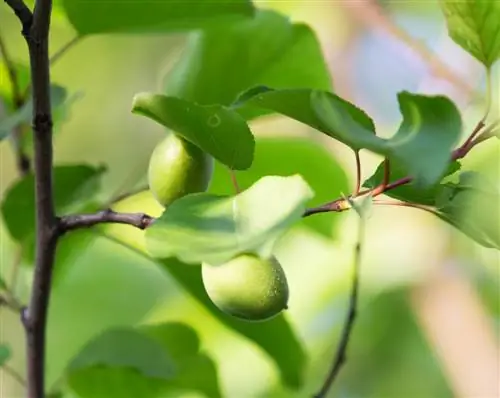 Varietas kerdil pohon kenari: Solusi sempurna untuk disimpan dalam pot