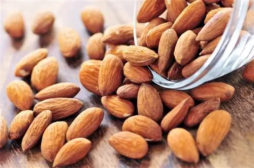 menguliti almond