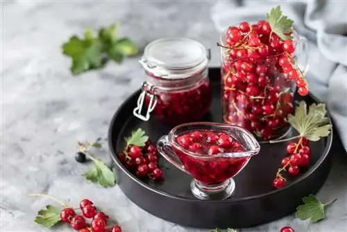 Fine dishes with pureed currants