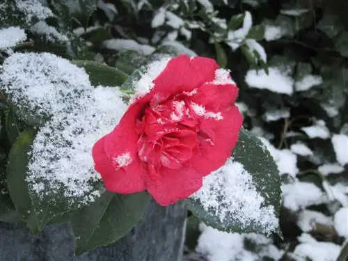 Camellia winterhard: alles wat je moet weten