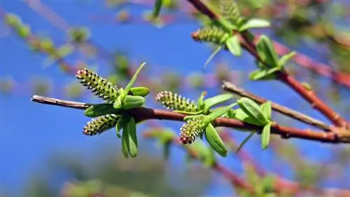 propagation du saule arlequin