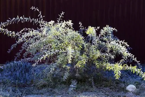 Harlekyn wilgerboom in die winter: keuse van ligging en versorgingsmaatreëls