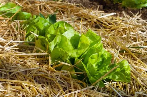 Vuit consells fantàstics sobre com eliminar les males herbes en grans àrees i de manera eficaç