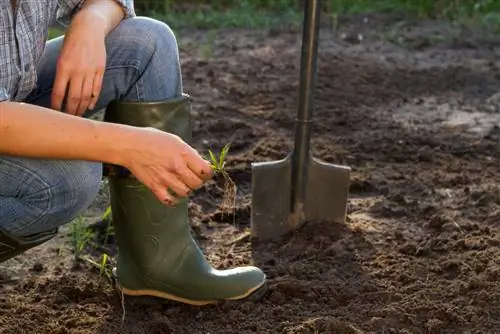 Desenterrar o jardim: Como remover ervas daninhas de forma eficaz?