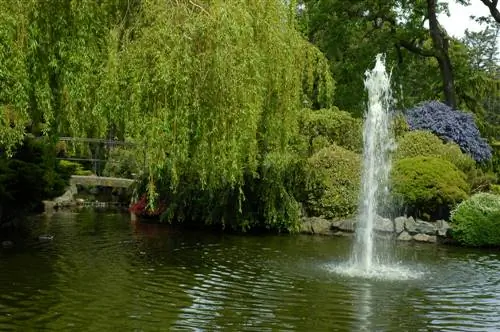 Planting weeping willow: Which location is optimal?