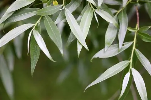 Willow species: Tuklasin ang pagkakaiba-iba ng genus ng halaman