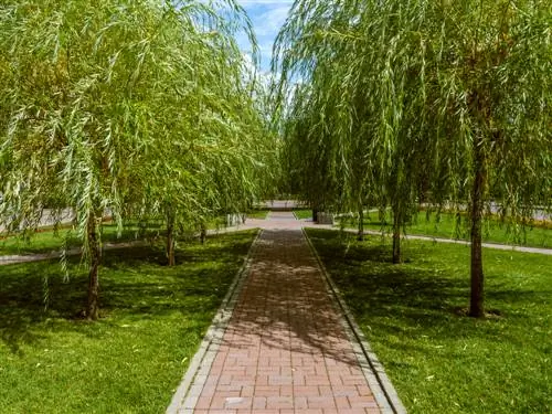 Lack of space in the garden? How to keep your weeping willow small