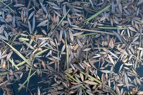 willow-gets-brown-leaves